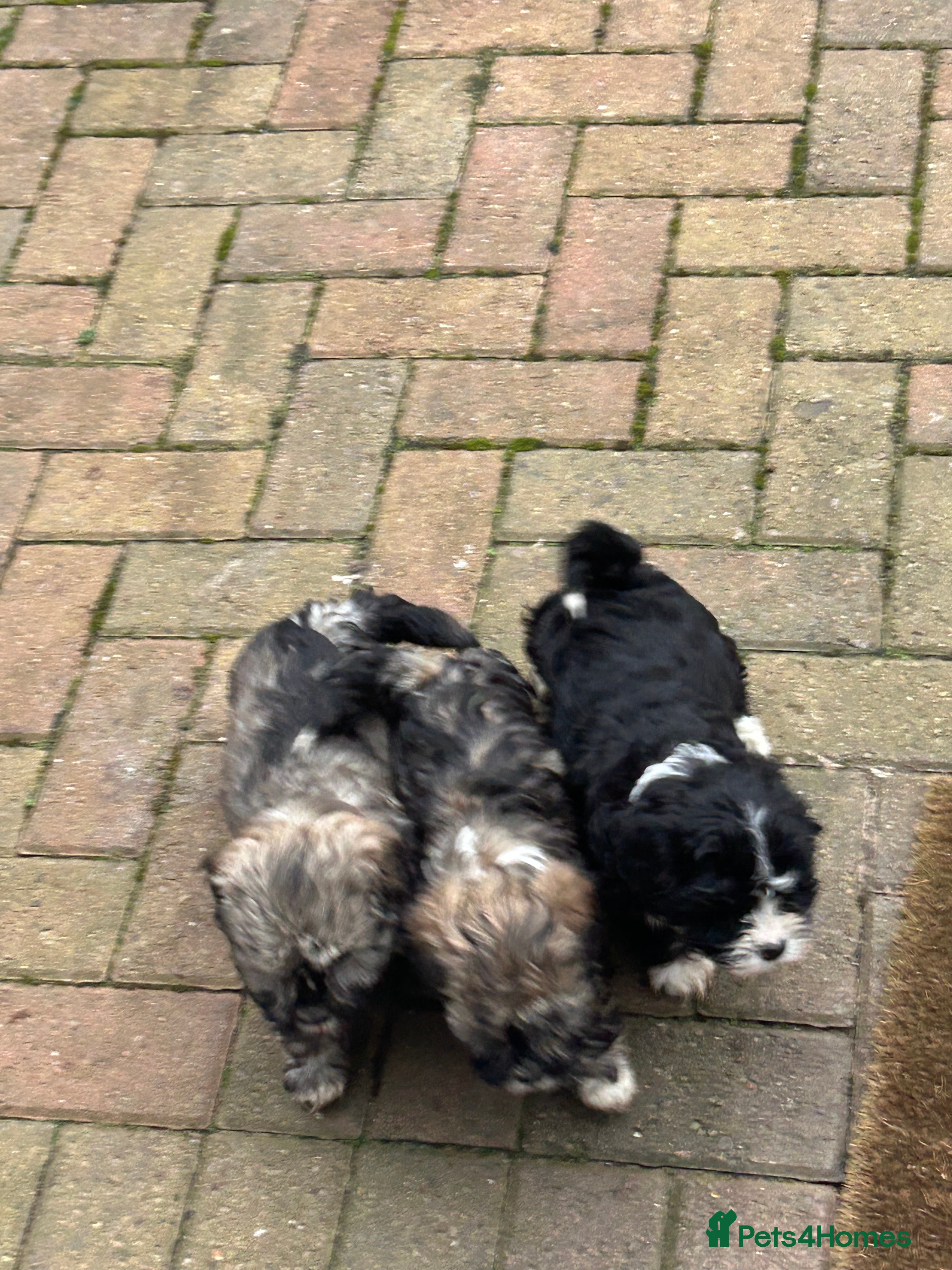 Havanese dogs KC Registered Havanese Puppies  - Advert 4