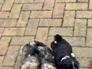 Havanese dogs KC Registered Havanese Puppies - Advert 4