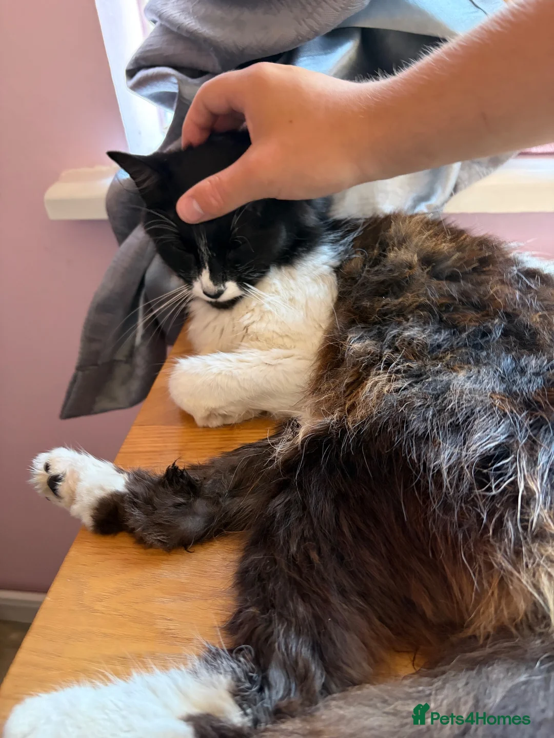 Mixed Breed cats for sale: Asta  in Newhaven - Advert 2