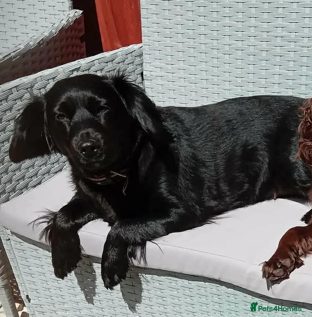 Mixed Breed dogs for sale: Beautiful Cocker Spaniel Cross Puppies – 2 Boys  in Bristol - Advert 1