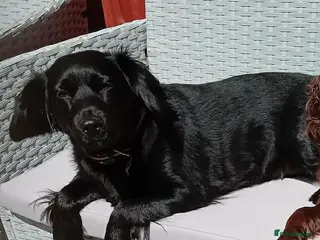 Mixed Breed dogs Beautiful Cocker Spaniel Cross Puppies – 2 Boys - Advert 1