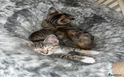 Mixed Breed cats for sale: Adorable kittens ready for loving homes! - Image 30