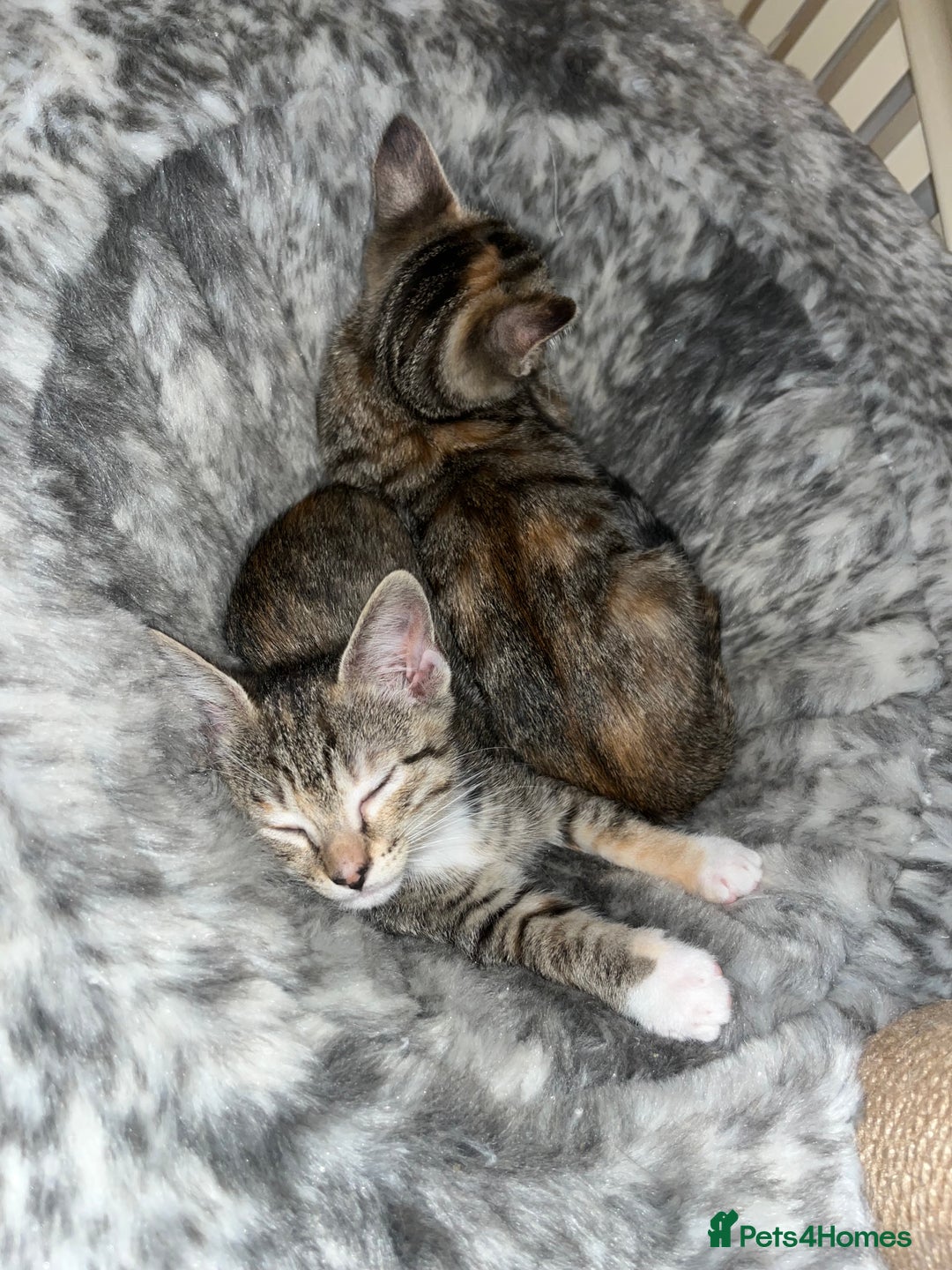 Mixed Breed cats for sale: Adorable kittens ready for loving homes! - Image 30