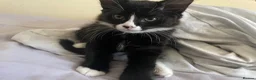 Mixed Breed cats for sale: boy and girl kitten - one black, one white + black - Advert 2