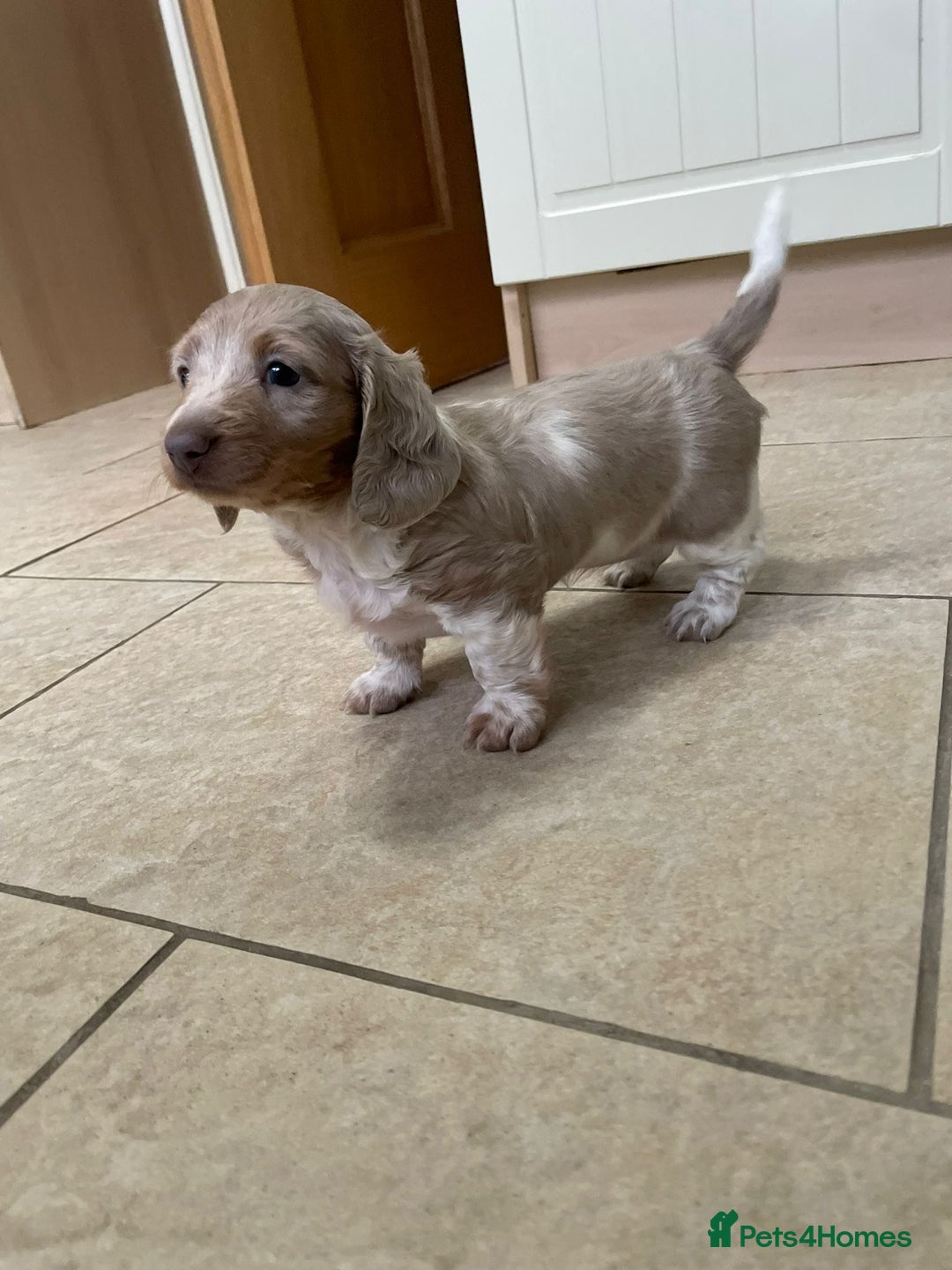 Miniature Dachshund dogs for sale: Long hair, Isabella and tan dapple / piebold  - Advert 14