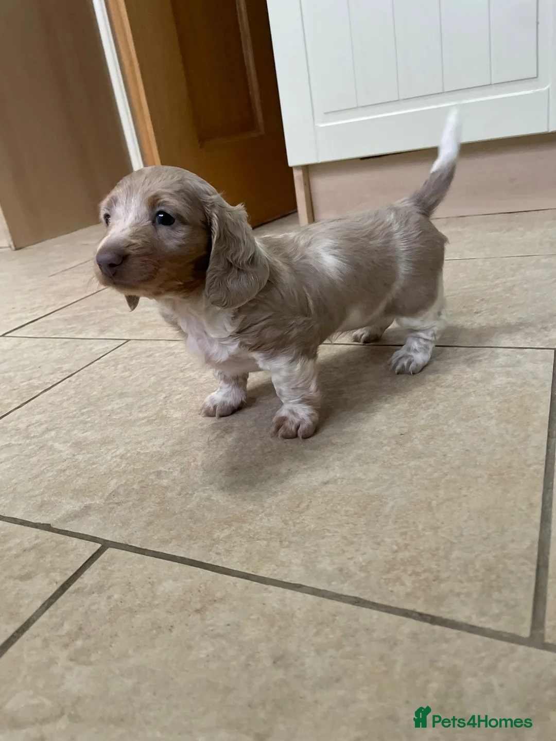 Miniature Dachshund dogs for sale: Isabella and tan piebald long hair   - Advert 3