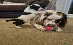 Mixed Breed dogs for sale: Springer spaniel x bearded collie female pups x2 - Image 3