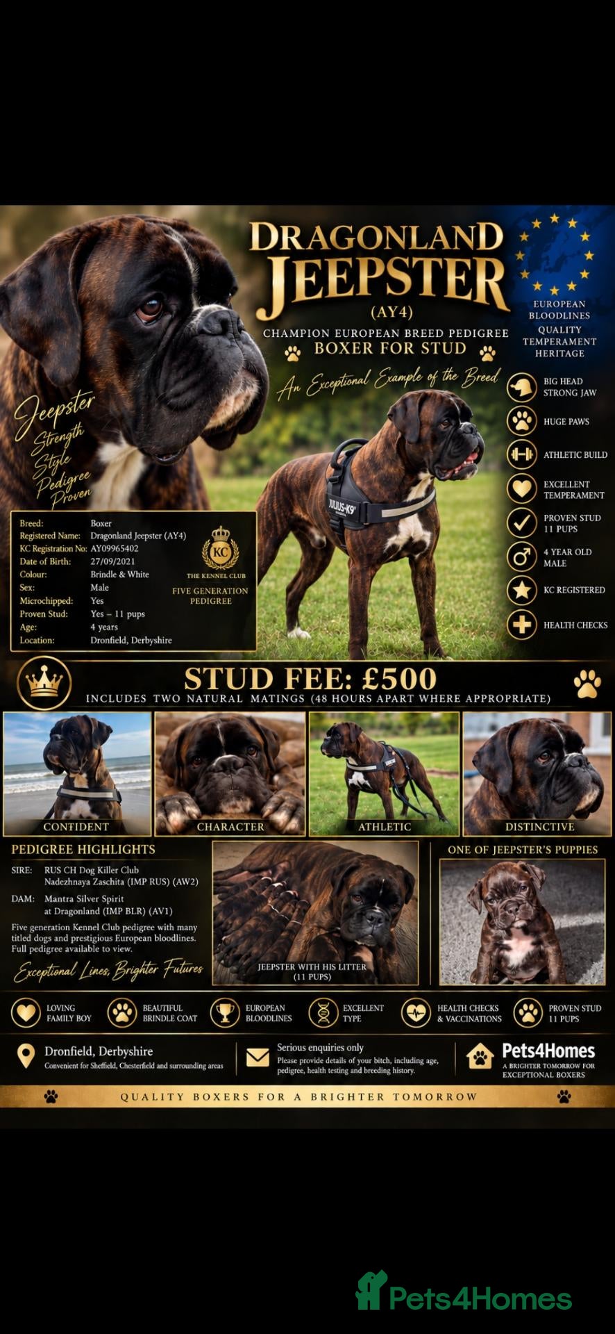 Boxer dogs KC Registered boxer for stud - Advert 1