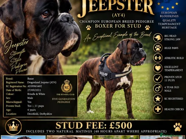 Boxer dogs for stud: PEDIGREE BOXER STUD🔥 HEART SCORE 0❤️DM TESTED - Advert 1