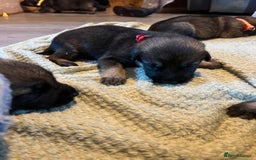 German Shepherd dogs for sale: 4 beautiful German shepherd fur babies  - Image 11