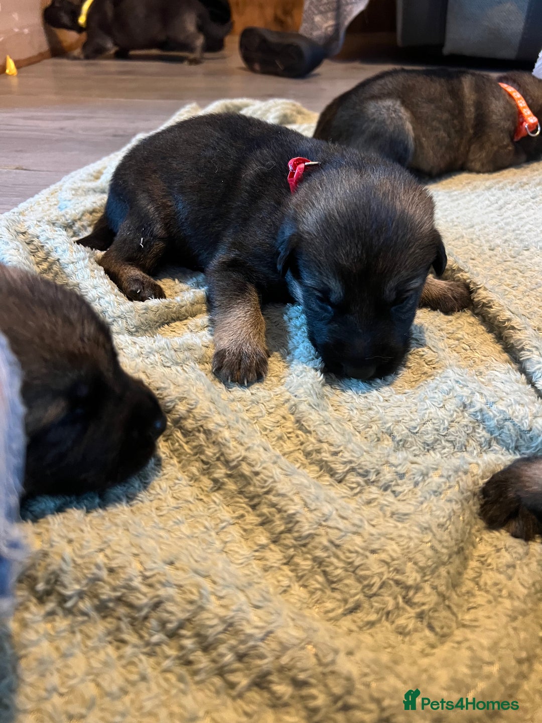 German Shepherd dogs for sale: 4 beautiful German shepherd fur babies  - Image 11