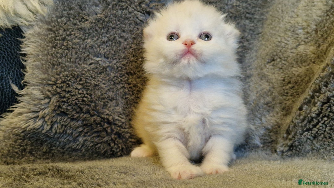 Scottish Fold cats for sale: Six little wonders looking for a new home - Image 8