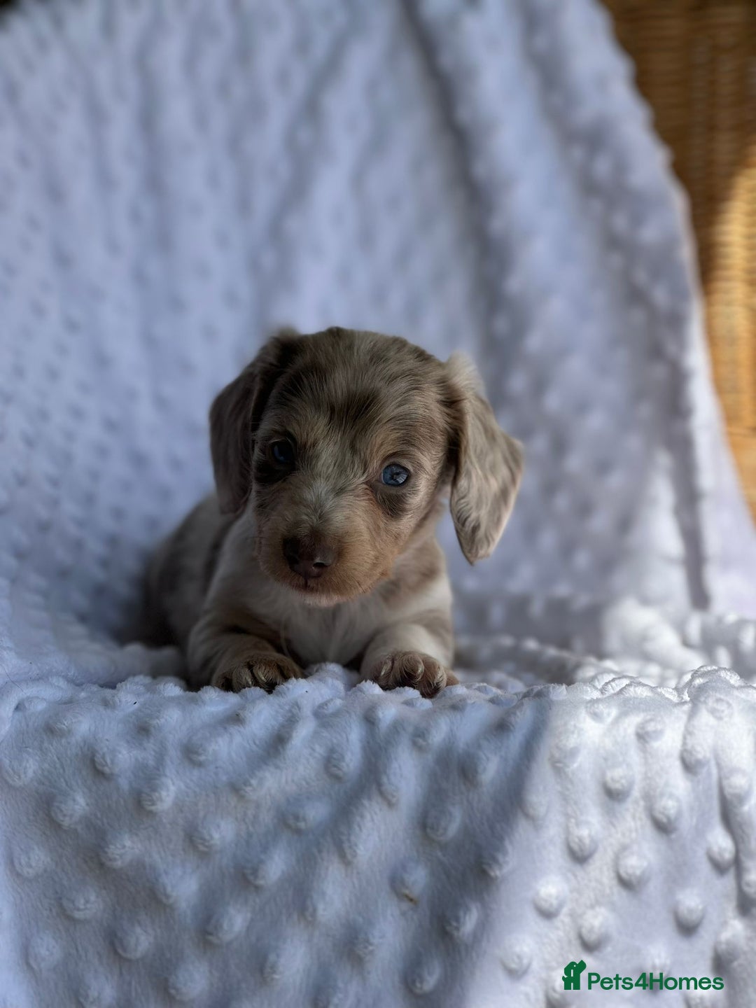 Miniature Dachshund dogs for sale: Adorable Miniature Dachshund Puppies  - Image 5