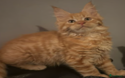 Maine Coon cats for sale: Ginger 3/4 Maine Coon - Image 3
