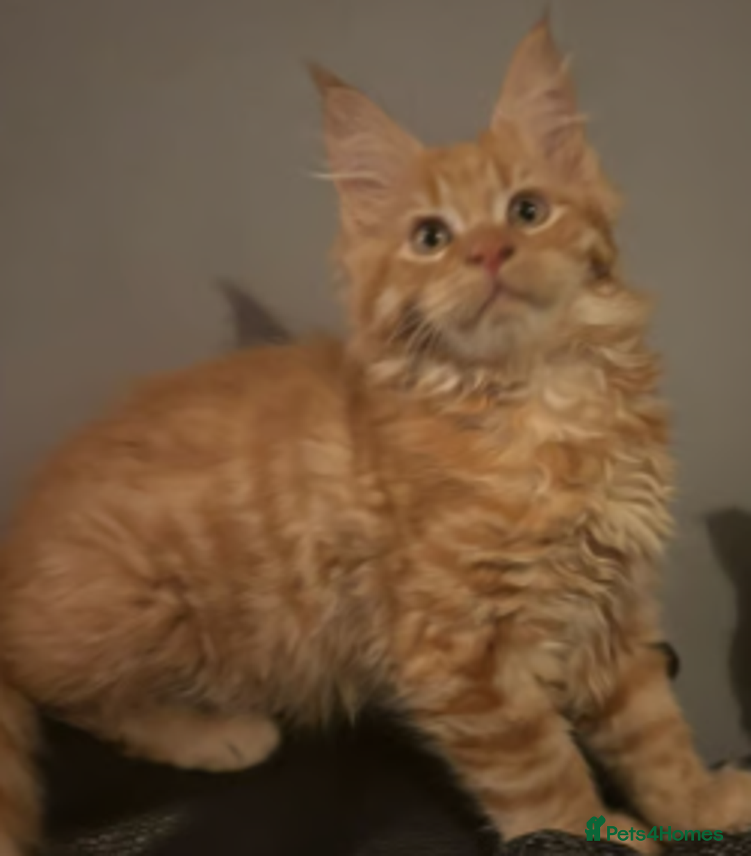 Maine Coon cats for sale: Ginger 3/4 Maine Coon - Image 3