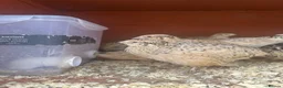 Quail poultry for sale: Female Japanese coturnix quail laying hens - Advert 4
