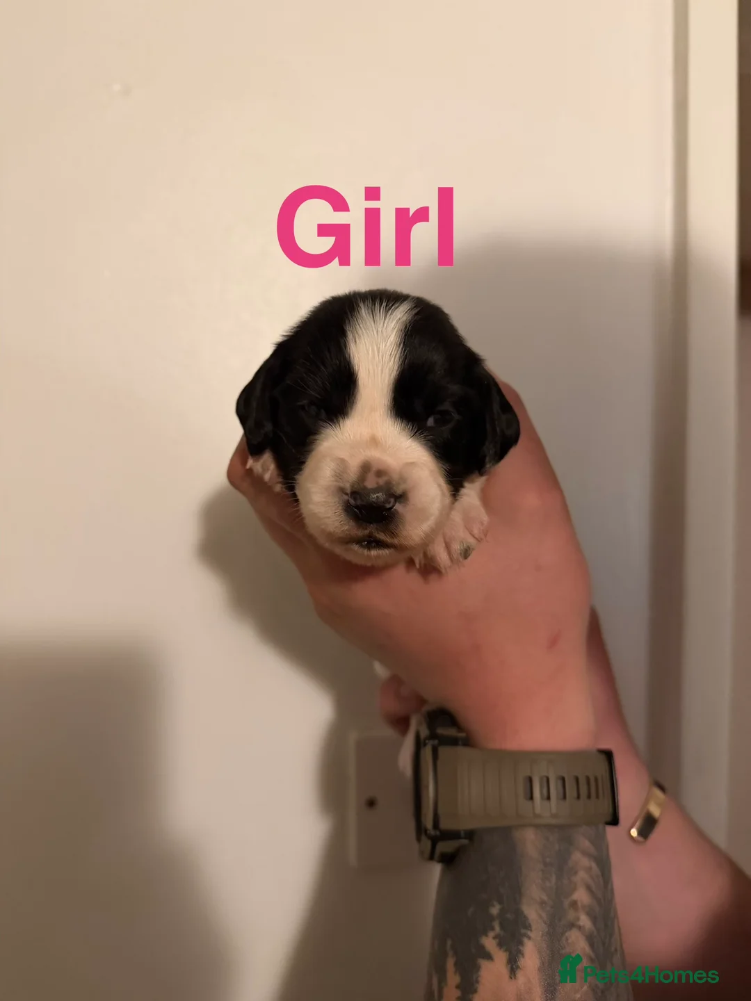 Sprocker dogs for sale: Sprocker puppies - Advert 5