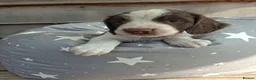 English Springer Spaniel dogs for sale: Working springer spaniel pups - Advert 15