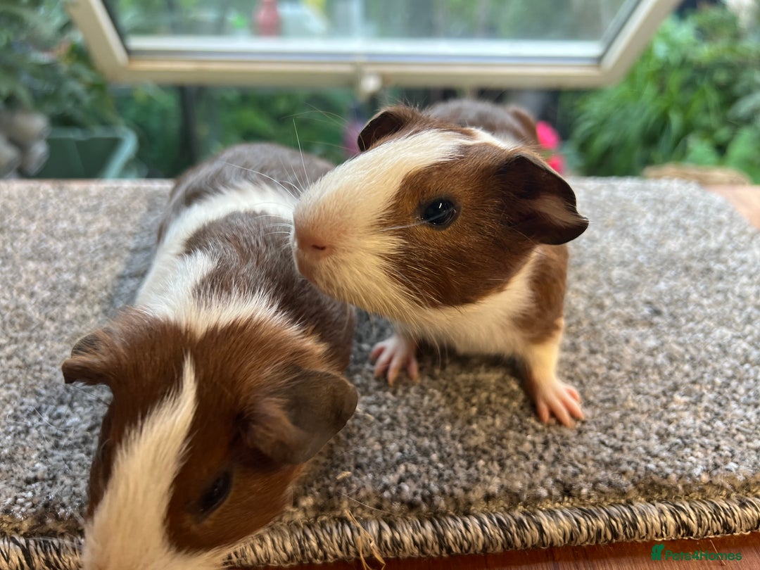 Guinea Pig rodents for sale: Pair of bonded brothers  - Image 4