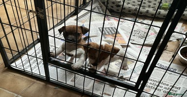 Jack Russell dogs - Advert 11