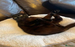 Mixed Breed cats for sale: 3 black, 1 Grey kittens - Advert 1
