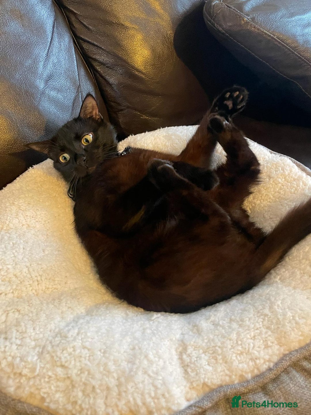 Mixed Breed cats for sale: 3 black, 1 Grey kittens - Advert 1