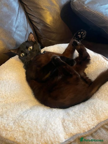 Mixed Breed cats 3 black, 1 Grey kittens - Advert 1