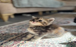 Persian cats for sale: mixed persian & bombay kittens  in Maidstone - Image 4