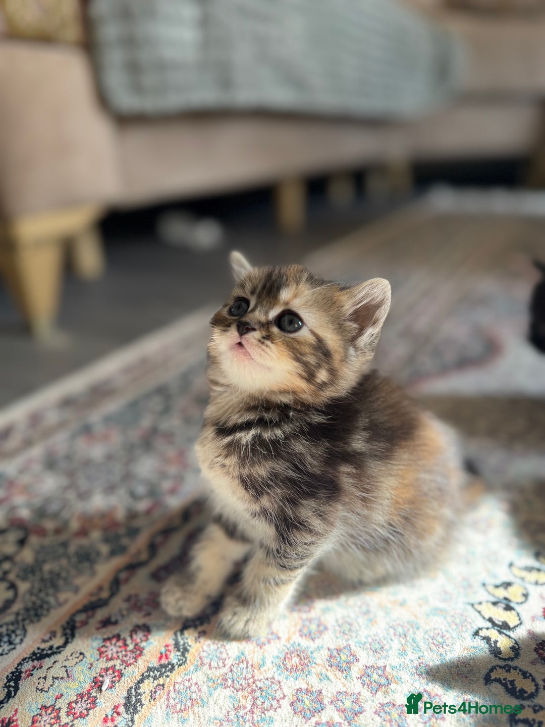 Persian cats for sale: mixed persian & bombay kittens  in Maidstone - Image 4