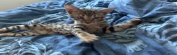Bengal cats for sale: Gorgeous Bengal kitten male 2 months  - Advert 5
