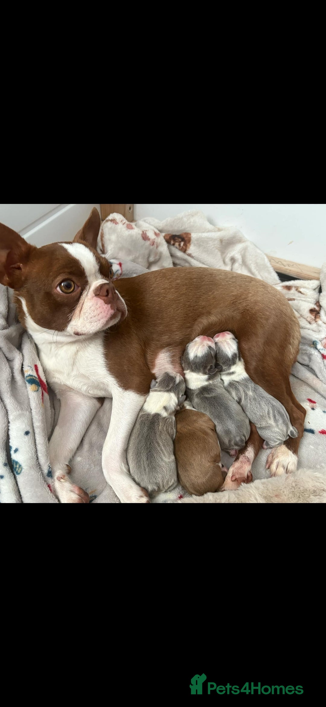 Boston Terrier dogs for sale: Beautiful Boston terrier puppies  - Image 7