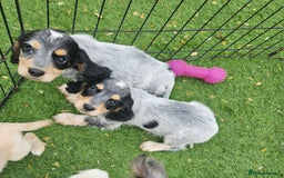Cocker Spaniel dogs for sale: Well bred, rare coloured, working cocker spaniels - Image 3