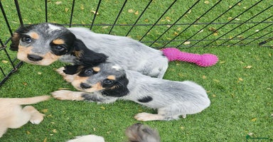 Cocker Spaniel dogs - Advert 15