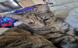 Bengal cats for sale: Lunna - Advert 1