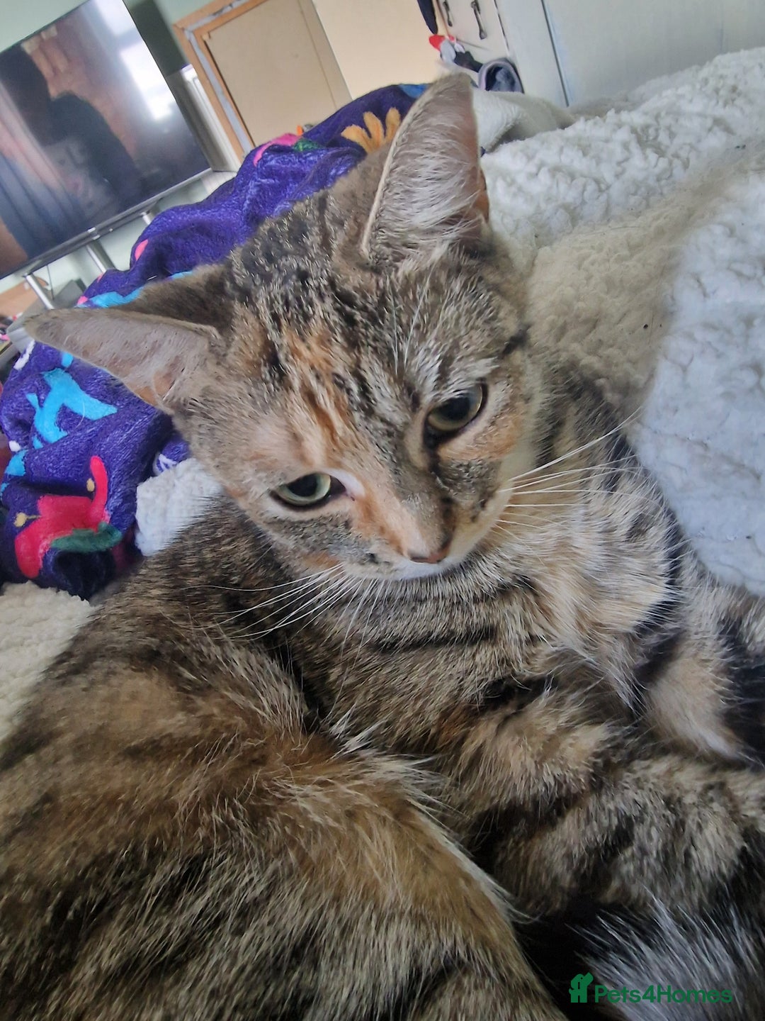 Bengal cats for sale: Lunna - Advert 1