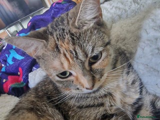 Bengal cats for sale: Lunna - Advert 1