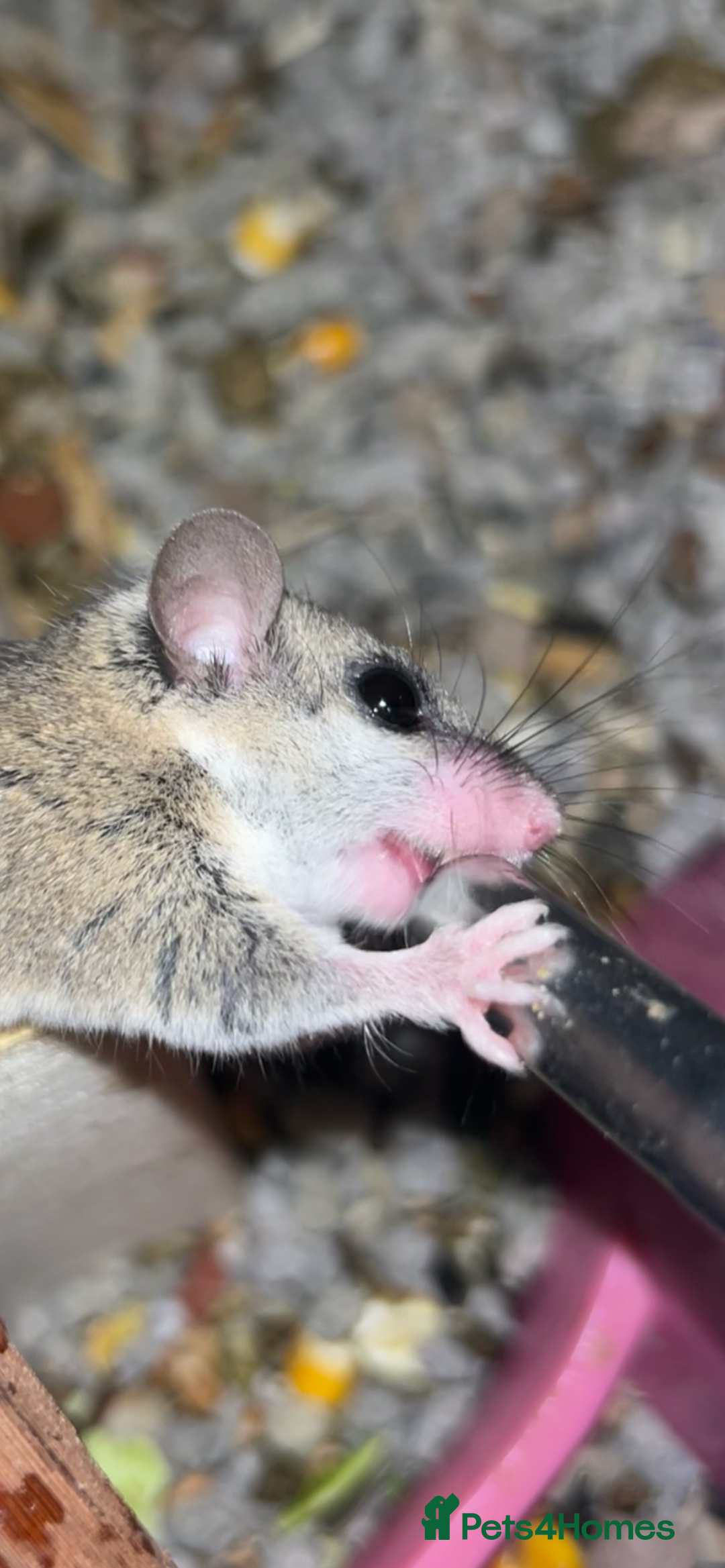 Mixed Breed rodents for sale: 3 African Pygmy Dormice || Micro Squirrels - Advert 3