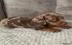 Miniature Dachshund dogs for sale: Miniature dachshunds ready now - Image 2