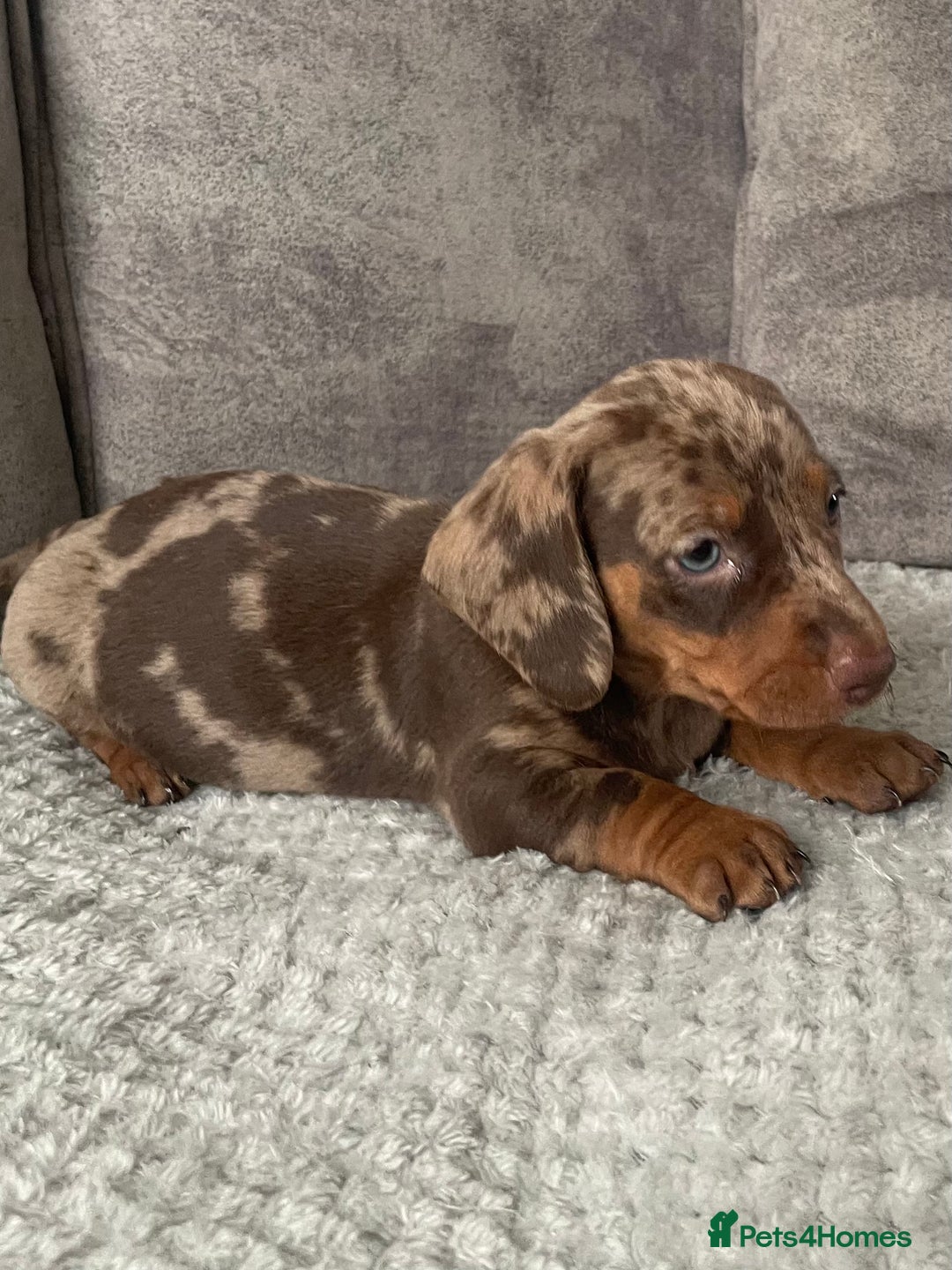 Miniature Dachshund dogs for sale: Miniature dachshunds ready now - Image 2