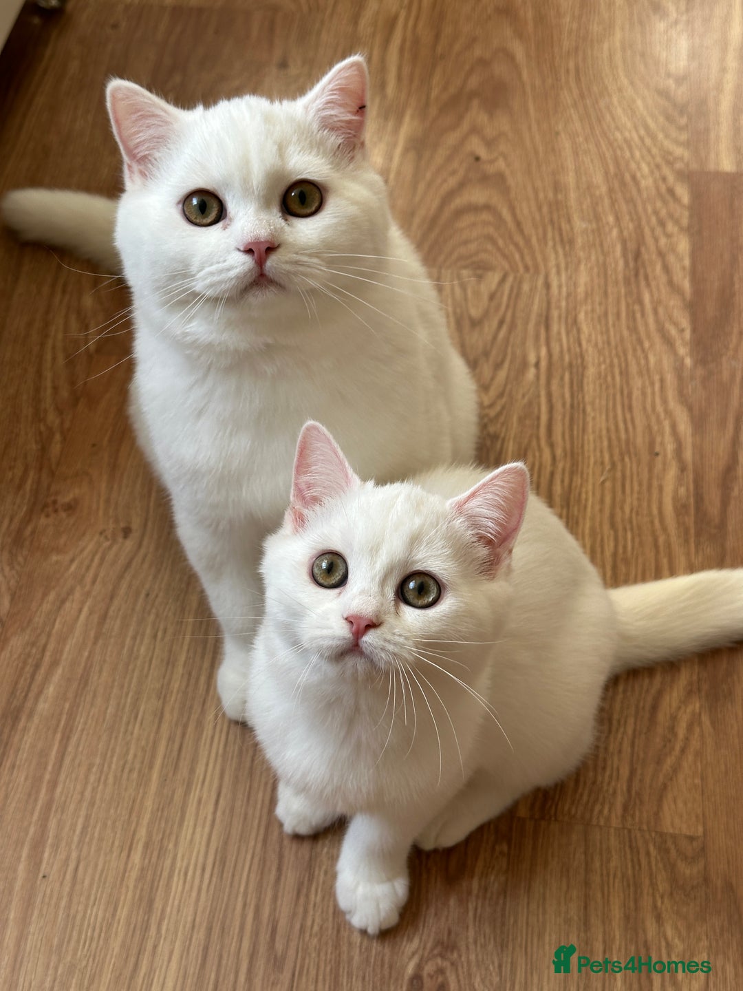 British Shorthair cats for sale: Gorgeous British Longhair & Shorthair Kittens - Advert 6