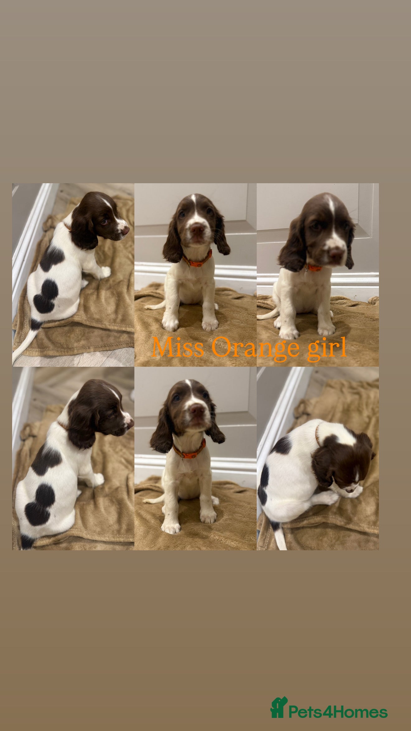 English Springer Spaniel dogs KC Registered English Springer Spaniel Puppies - Advert 2
