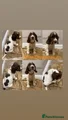 English Springer Spaniel Miss Orange