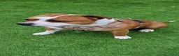 Staffordshire Bull Terrier dogs for sale: Kc reg black brindle staffys  - Advert 6