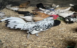 Chickens poultry for sale: Lots of Hens Poultry Chickens Available  - Image 3