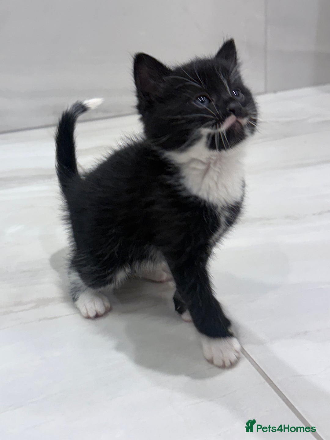 Mixed Breed cats for sale: Kittens - Advert 5