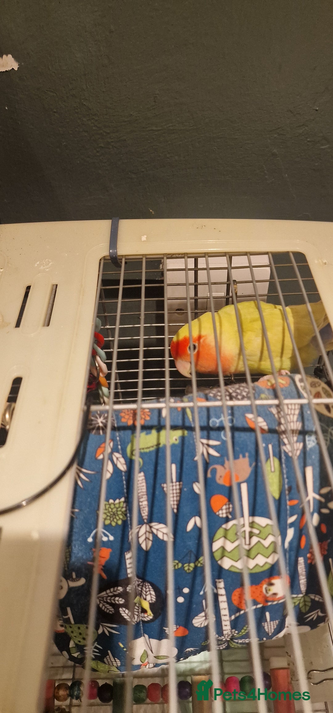 Lovebirds birds for sale: Love Bird for sale - Advert 4