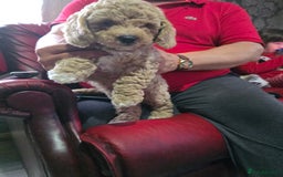 Cockapoo dogs for sale: F1b cockapoos ONLY 1 boy left READY NOW - Image 16