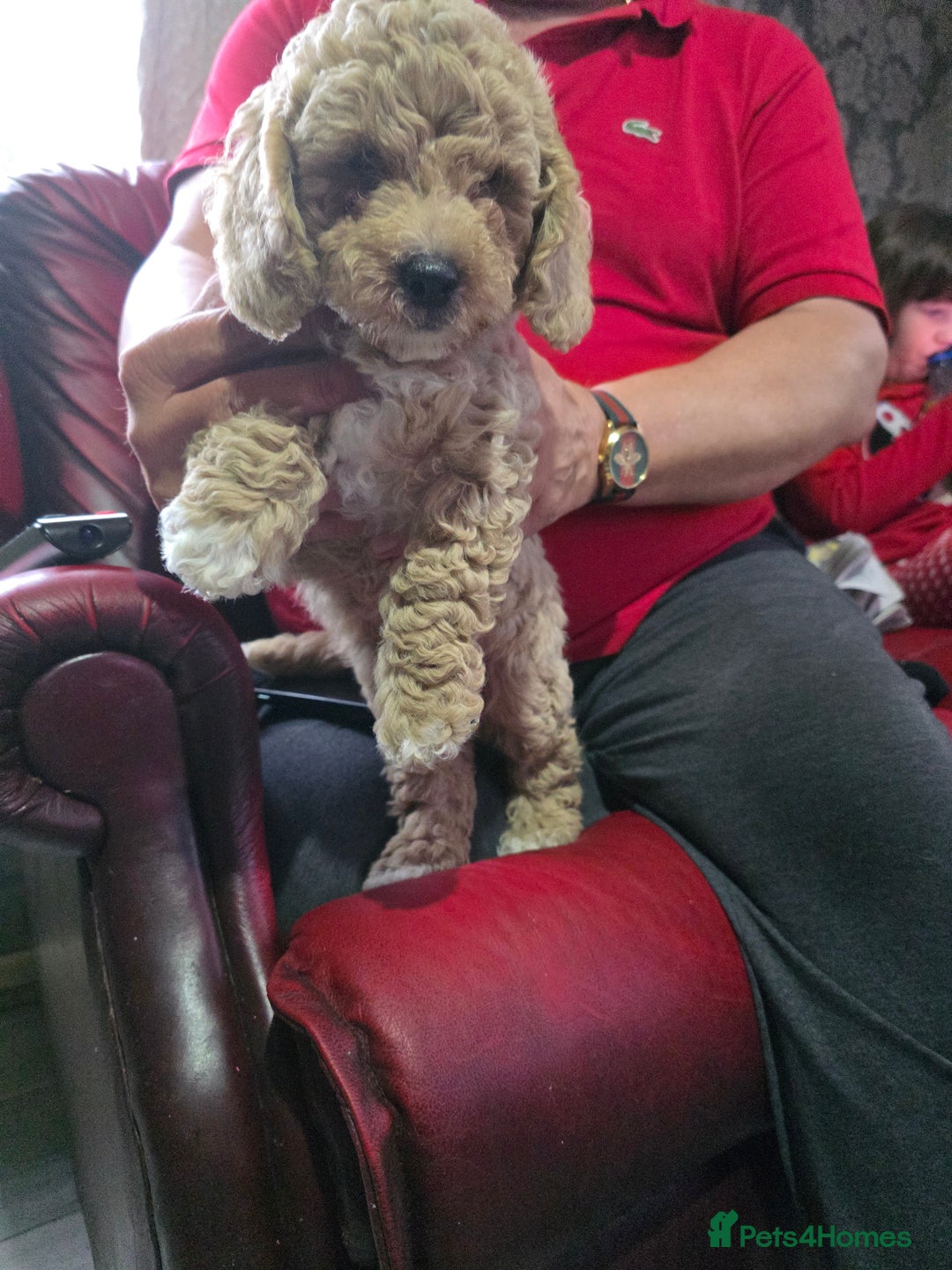 Cockapoo dogs for sale: F1b cockapoos ONLY 1 boy left READY NOW - Image 16