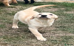 Mixed Breed dogs for sale: READY TO LEAVE - DNA health tested Puppies  - Image 12