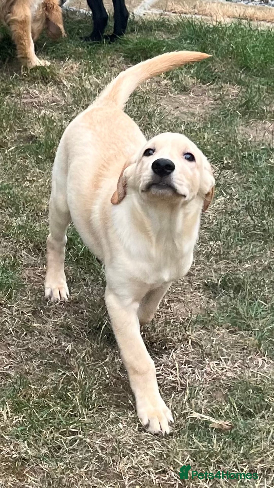 Mixed Breed dogs for sale: READY TO LEAVE - DNA health tested Puppies  - Image 12